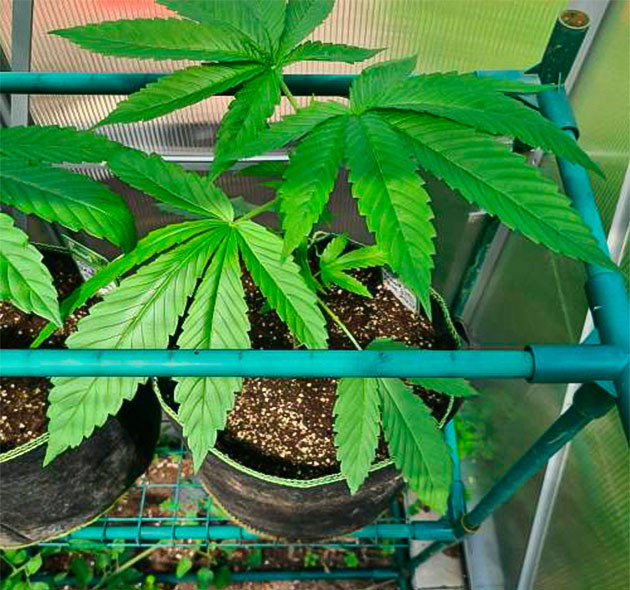 4 неделя выращивания