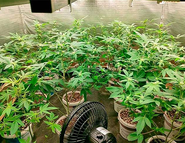 Профилактика мучнистой росы Начало цветения Godzilla Glue #4