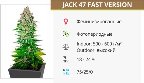 Jack 47 F1 Fast Version от Sweet Seeds