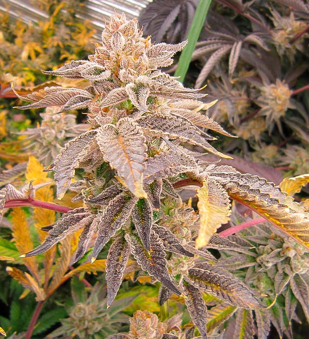 14 - 15 неделя роста DDoS #33