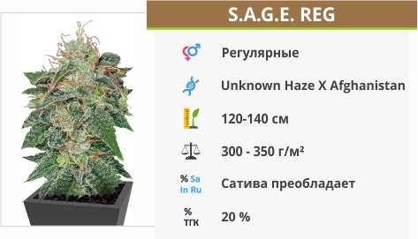 описание сорта S.A.G.E.