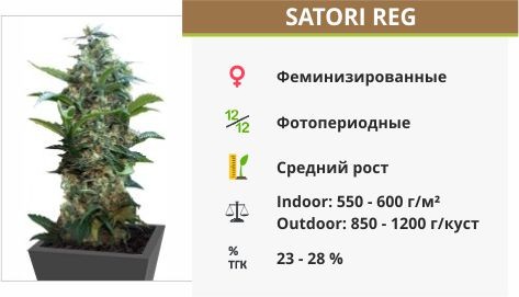 Satori reg (Mandala Seeds)