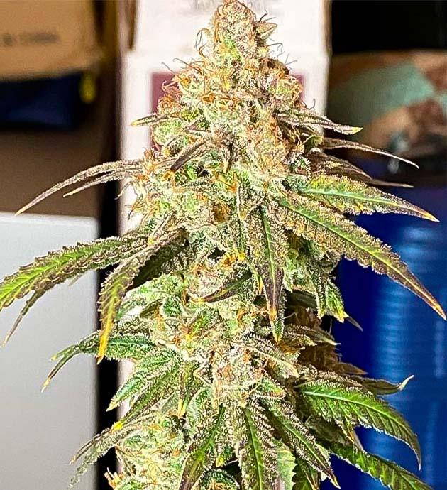 Blueberry Muffin с фиолетовыми оттенками и густыми шишками