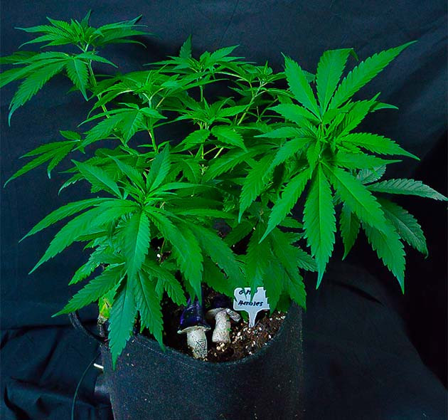 Cтарт цветения у Grandmommy Purple Переход на 12/12: старт цветения