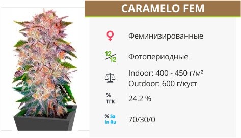 Caramelo fem от Delicious Seeds