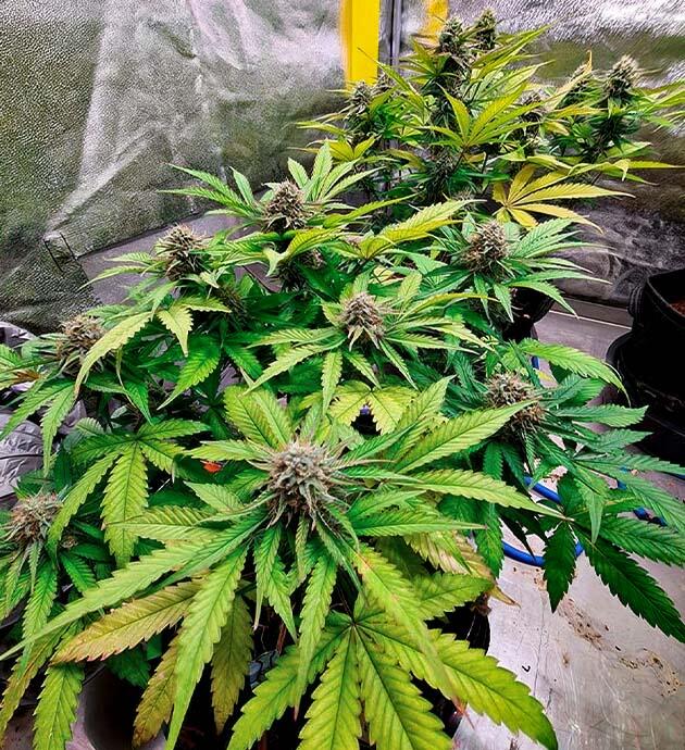Марихуана на 8 неделе роста