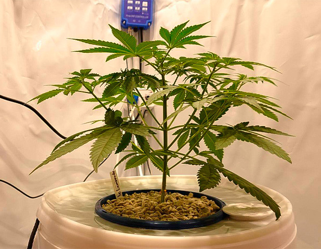 Purple Juice Auto: подход к тренировке