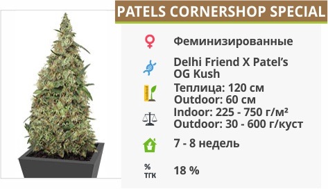 описание сорта Patels Cornershop Special
