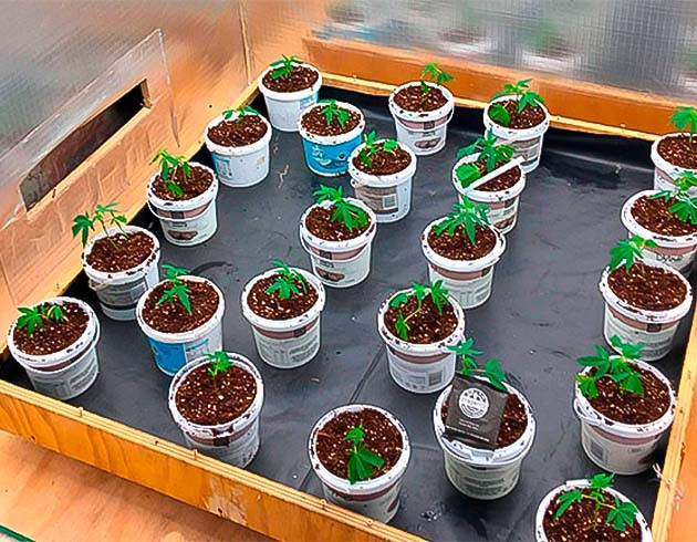 Первые дни выращивания конопли Каннабис в самодельном гроубоксе