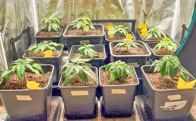 Кусты конопли после первого топпинга