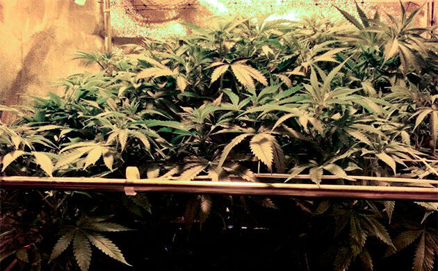 Марихуана на 4 неделе роста