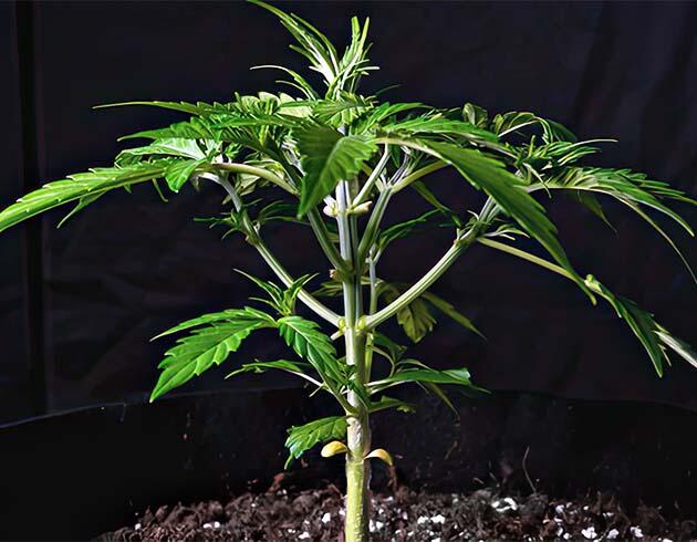 Контроль кроны дефолиацией Конопля с равномерным развитием побегов