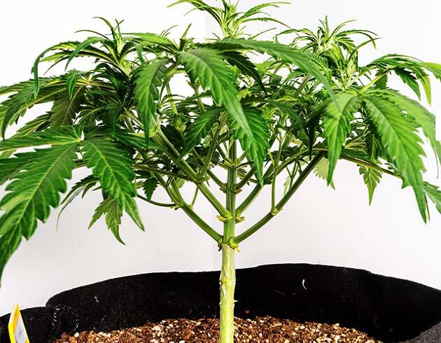 Пятая неделя каннабиса: переход к LST и усиленному питанию Марихуана после мягкого пригибания ветвей