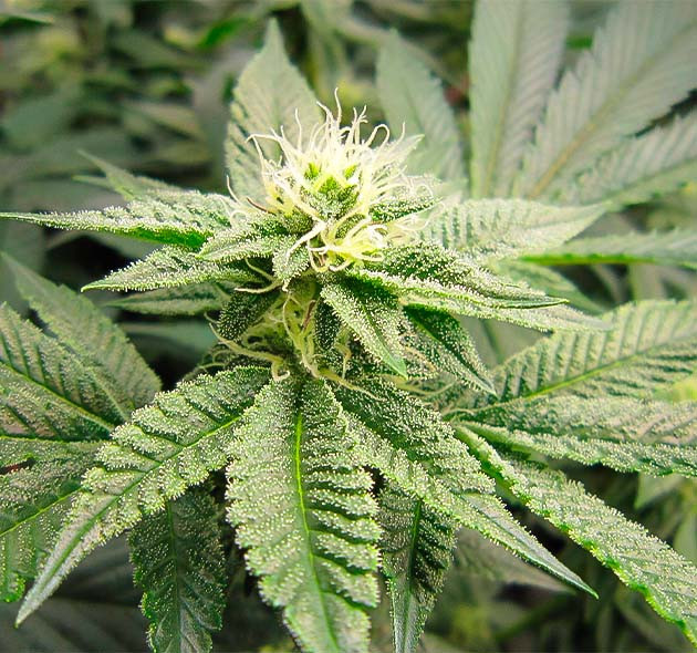 Цветение марихуаны