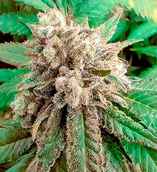 Защита от плесени Финальный этап цветения Godzilla Glue #4