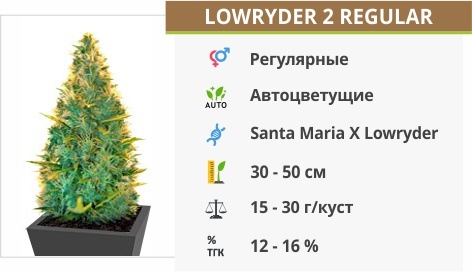 Lowryder #2 auto regular (Doctor’s Choise)