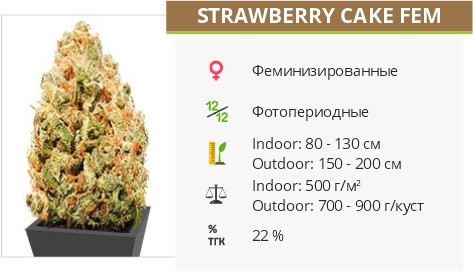 Strawberry Cake fem от Heavyweight Seeds