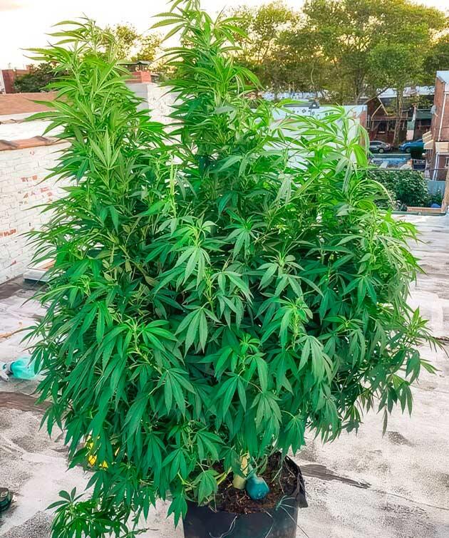 Куст конопли в начале цветения после стресса