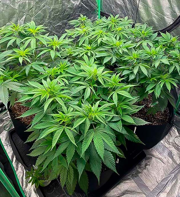 Марихуана на 6 неделе выращивания