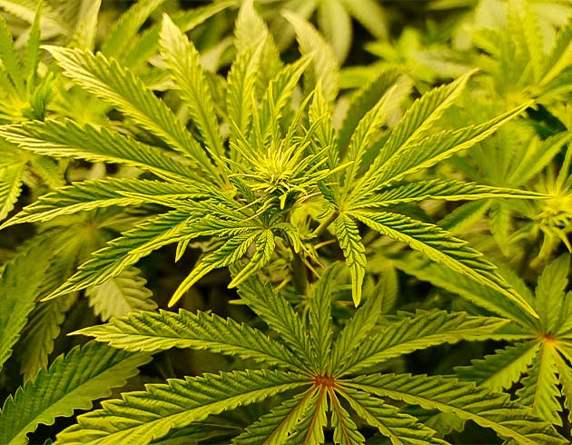 Полив конопли на 9 неделе выращивания