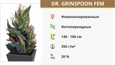 Dr. Greenspoon fem от Barney`s Farm