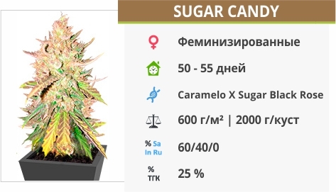 описание сорта Sugar Candy