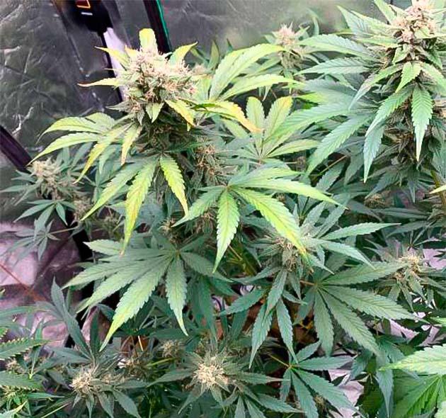 Purple Lemonade Auto перед харвестом