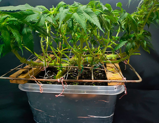 8 - 9 неделя роста конопли