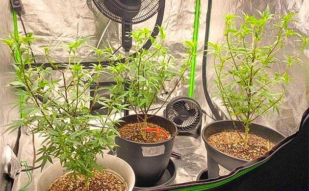 Конопля Blueberry Muffin на старте цветения