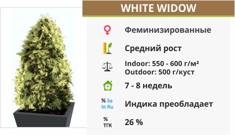 White Widow