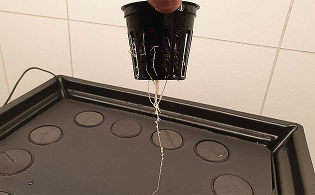 Здоровая корневая система конопли Добавление питательных веществ