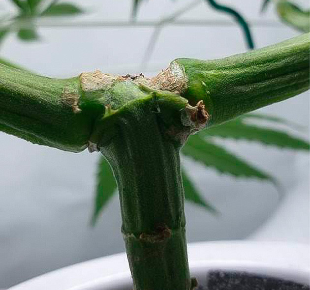 Восстановление сломанного стебля Обработал куст против трипсов