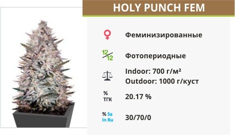 Сорт марихуаны Holy Punch Holy Punch fem Green House Seeds