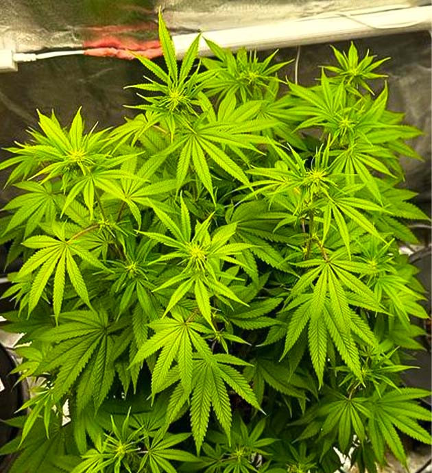 Изменил состав раствора 12 неделя выращивания Roze Runtz