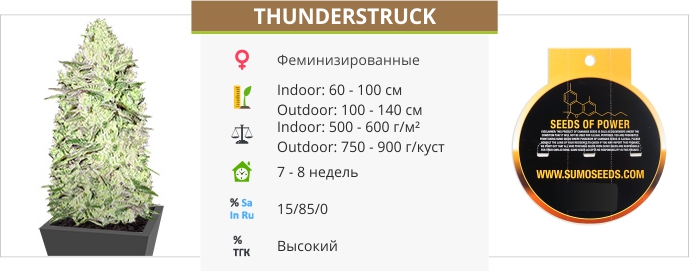Thunderstruck