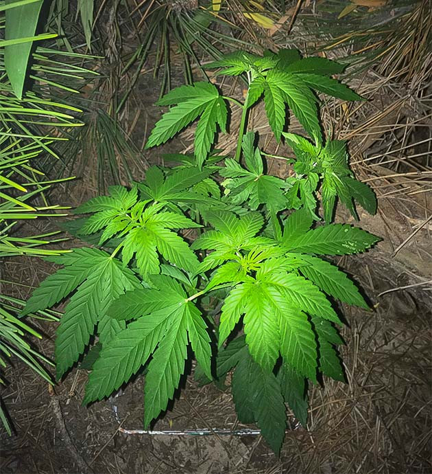 Куст после суперкроппинга