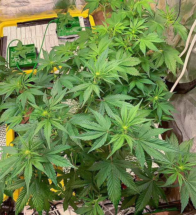 Куст конопли сорта Stardawg Auto