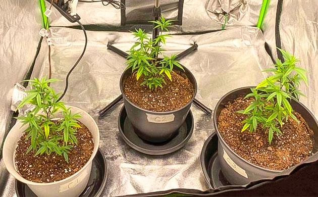 Марихуана на 6 неделе выращивания