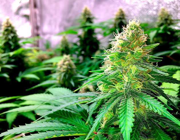 Цветение Grandaddy Purple на 9 неделе