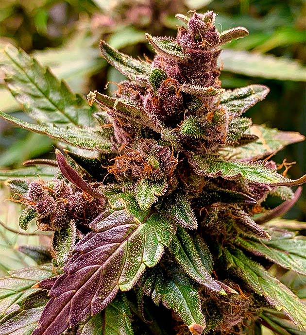 Постепенный переход в стадию увядания