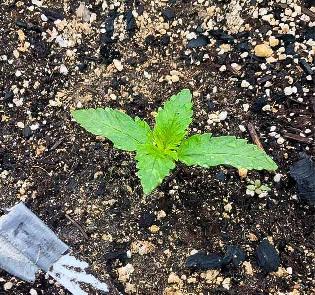 Замедленное развитие каннабиса из-за нехватки солнца Марихуана на 3 неделе роста