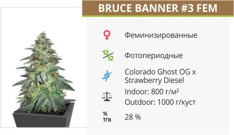 Сорт марихуаны Bruce Banner 3 Bruce Banner #3 от Original Sensible Seeds