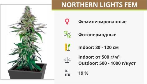 Northern Lights fem (Pyramid Seeds)