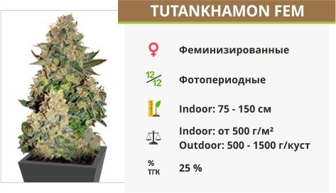 Tutankhamon fem сидбанка Pyramid Seeds