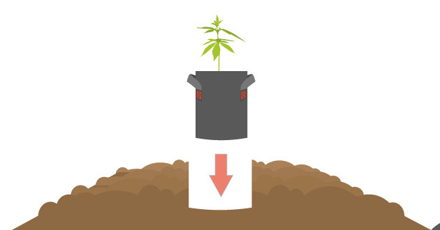 Стратегии охлаждения корней каннабиса в жарких условиях Охлаждение корней конопли при высоких температурах