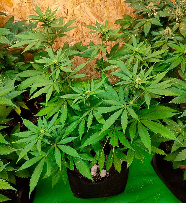 Появление фруктового аромата у марихуаны Grandmommy Purple достиг 70 см