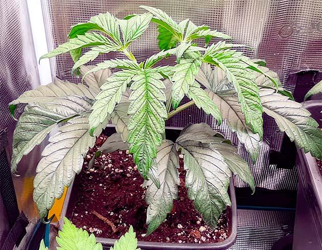 Кусты конопли на 4 неделе вегетации