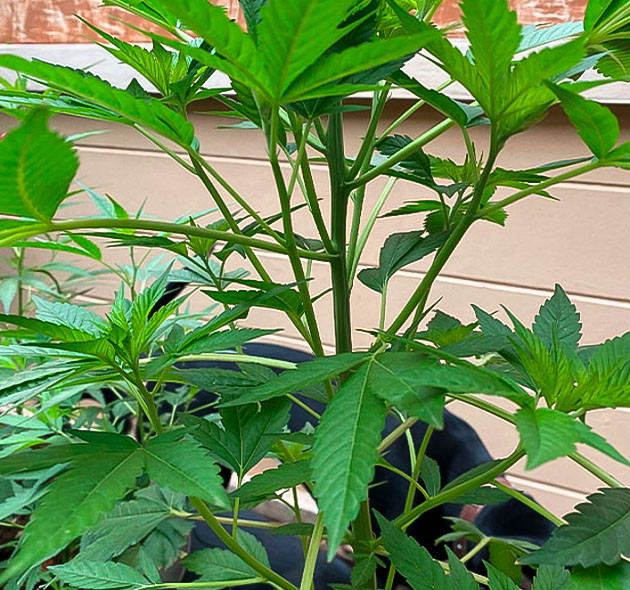 Куст на 11 и 12 неделях выращивания