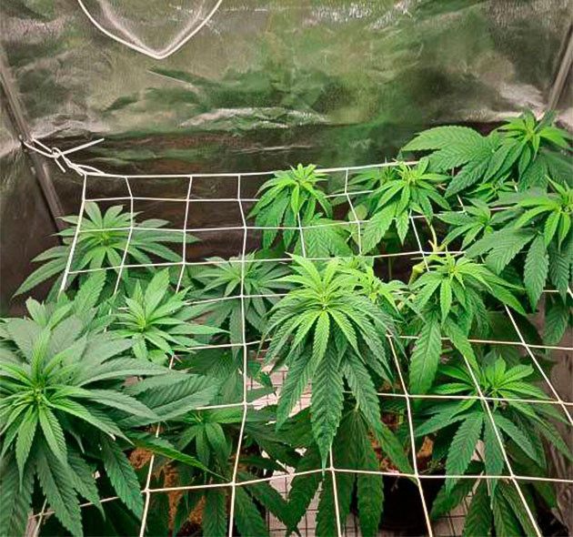 8 неделя выращивания