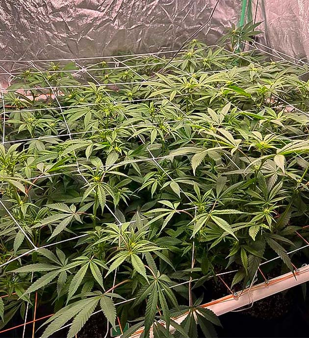 Марихуана на 9 неделе выращивания
